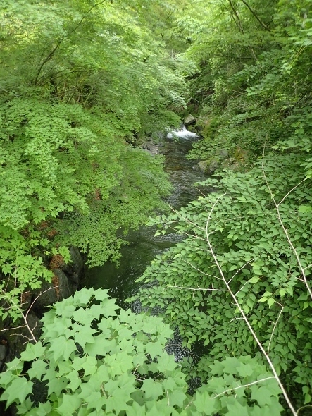 P5172146 (443x590).jpg