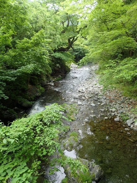P5172147 (443x590).jpg