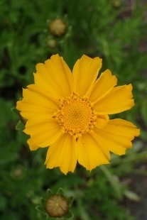 P5172150 (207x310).jpg
