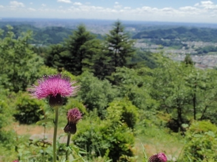 P5202252 (440x330)ノアザミと遠景.jpg