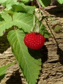 P5202273 (210x280)クサイチゴ.jpg