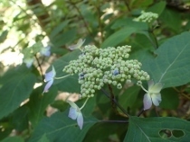 P5202279 (210x158)ガクアジサイ.jpg