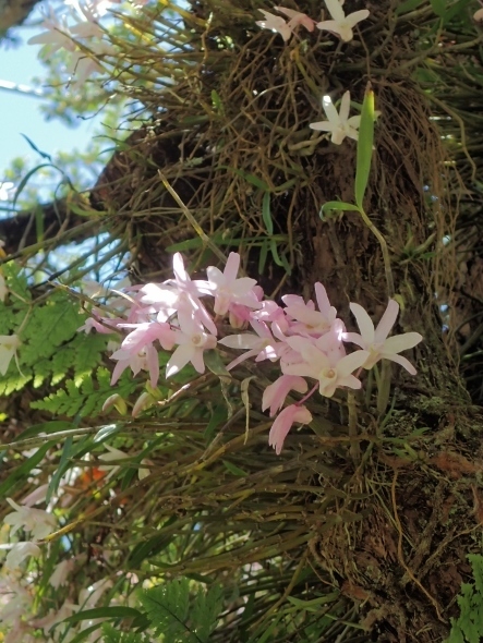 P5202293 (443x590)セッコク.jpg