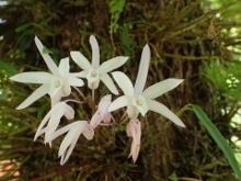P5202294セッコク (220x165).jpg