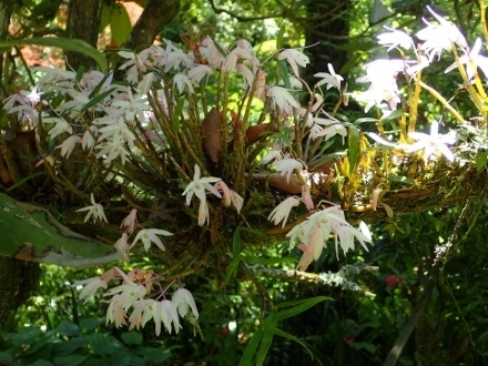 P5202297セッコク (440x330).jpg