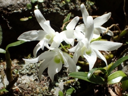 P5202302 (440x330)セッコク.jpg