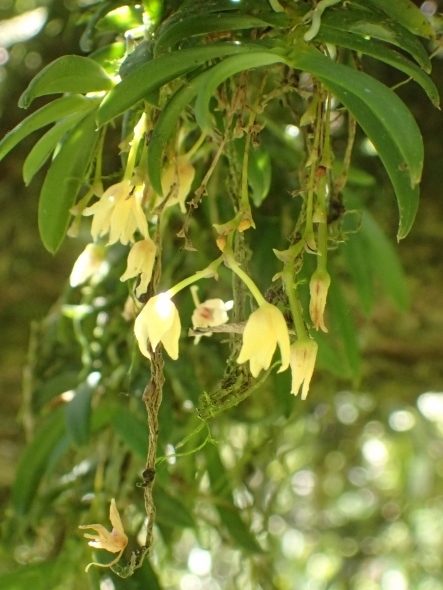 P5202309 (443x590)カキラン.jpg
