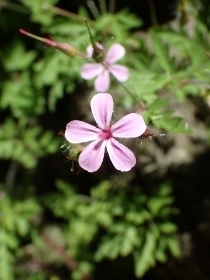 P5202315 (210x280)ヒメフウロ.jpg