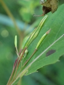 P5202324 (210x280)キツリフネ.jpg