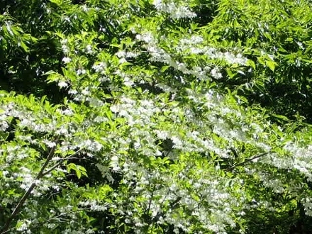 P5202344 (440x330)エゴノキ.jpg