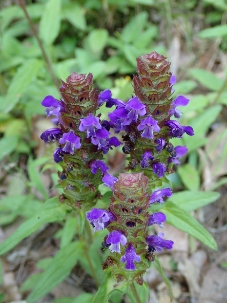 P6032784ウツボグサ (443x590).jpg