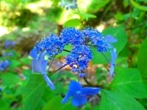 P6032789ガクアジサイ (210x158).jpg