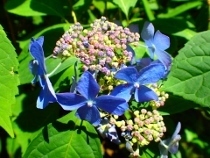 P6032792ガクアジサイ (210x158).jpg