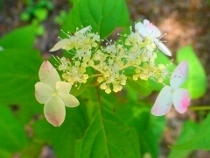 P6032795ヤマアジサイ (210x158).jpg