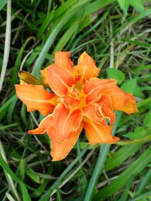 P7107205 uJ]Em.jpg