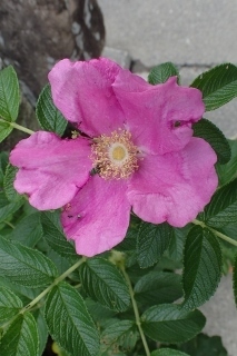 P7134384ハマナス?1018 (213x320).jpg