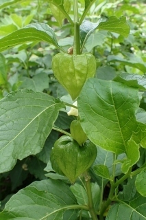 P7134385ホオズキ1018 (213x320).jpg