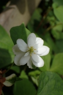 P7134387八重ドクダミ1020 (213x320).jpg