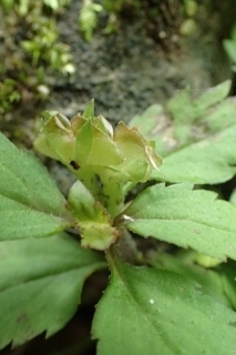 P7134395クワガタソウ1025 (213x320).jpg