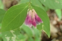 P7134413ミヤマタニワタシ1050 (210x140).jpg