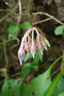 P7134415イワタバコ1052 (213x320).jpg