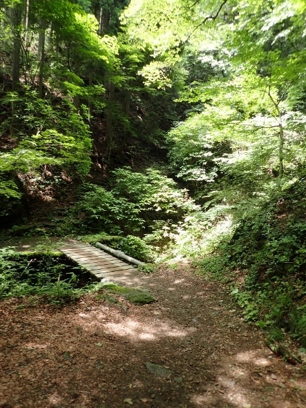 P7134421木橋1106 (443x590).jpg