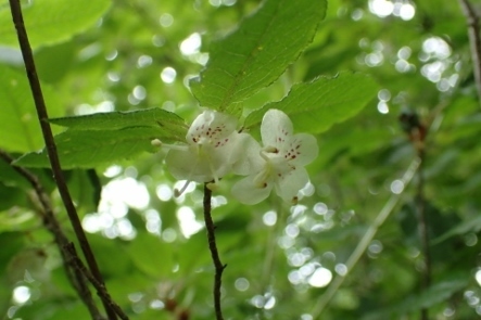 P7134437バイカツツジ1143 (443x295).jpg