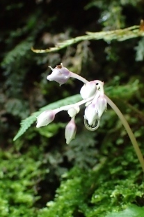 P7134494イワタバコ1410 (207x310).jpg