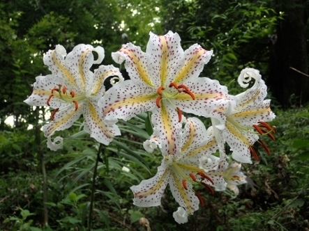 P7134532ヤマユリ1527 (443x332).jpg