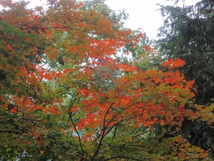 PB078134 (440x330).jpg