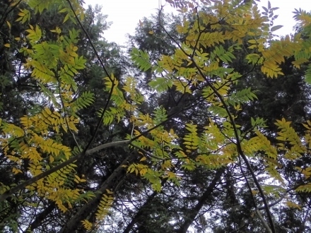PB078142 (440x330).jpg